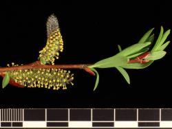 Salix ×rubra. Male catkins.
 Image: D. Glenny © Landcare Research 2020 CC BY 4.0